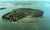 Brownsea island_tiny